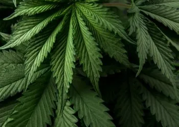 Cannabis and Intimacy: The Science Behind Enhanced Sexual Experiences