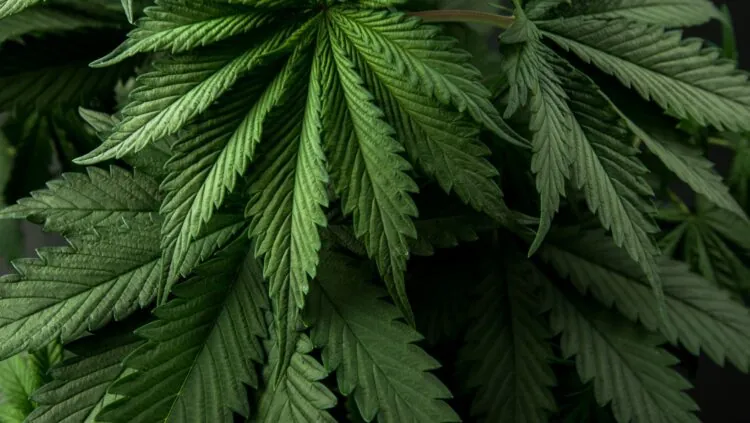 Cannabis and Intimacy: The Science Behind Enhanced Sexual Experiences